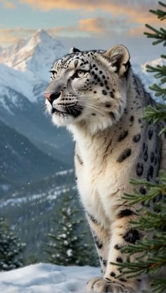 a snow leopard standing on top of a snow covered hill next to a pine tree