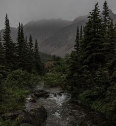 a river running through a forest filled with lots of tall pine trees and surrounded by mountains