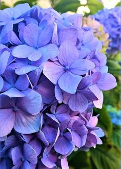 purple flowers with green leaves in the background