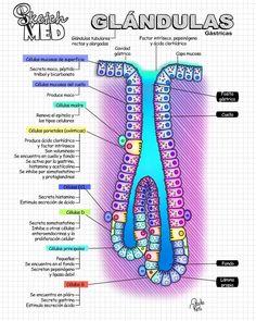 the structure of an organ and its major parts, including their corresponding structures in this diagram