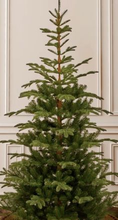 a small pine tree in a pot on the floor next to a wall with white paneling