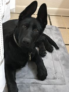 a black dog laying on top of a gray rug