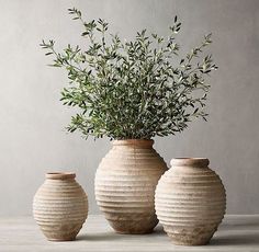 three vases with plants in them sitting on a table next to each other,