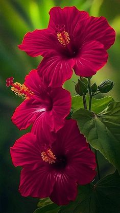 two red flowers with green leaves in the background