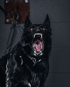 a black dog with its mouth open and chains around it's neck, showing teeth