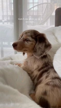 a small brown and white dog laying on top of a bed next to a window