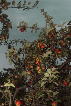 an apple tree filled with lots of ripe apples