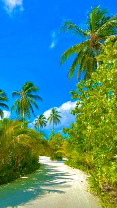 a dirt road surrounded by palm trees on a sunny day