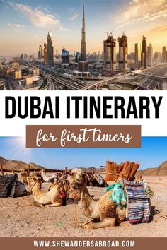 the city skyline with camels in front and text overlay that reads, dubai itinerary for first timers