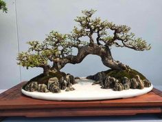 a bonsai tree is displayed on a table