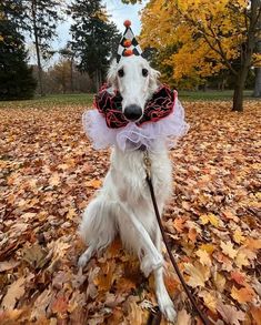 a white dog wearing a costume and sitting in leaves on the ground with fall colors