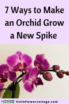 purple orchids in a vase with the words 7 ways to make an orchid grow a new spike