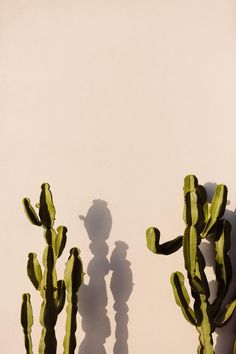 the shadow of two cactus plants against a white wall