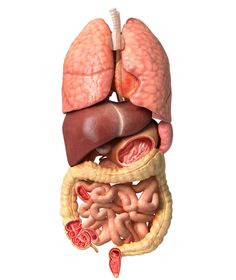 the anatomy of the human body showing the liver, stomach, and large intestories