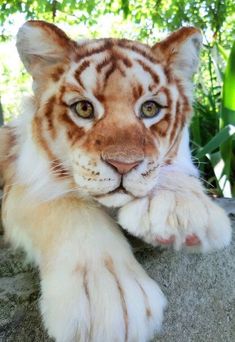 a close up of a tiger laying on top of a rock next to some trees