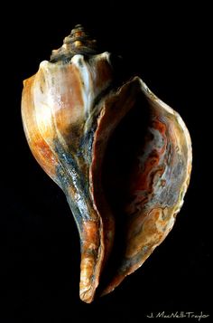 a close up of a sea shell on a black background