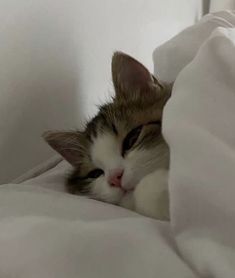 a cat is laying in bed under the covers