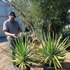 a man standing next to two potted plants