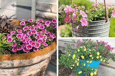 four different types of flowers in buckets