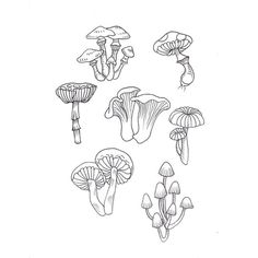 the different types of mushrooms are shown in this drawing, which is drawn by hand