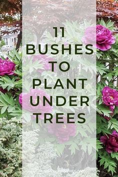 pink flowers with the words 11 bushes to plant under trees in front of them