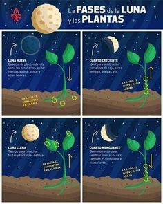 the stages of plant life in space with moon and stars above it, as well as instructions on how to grow them