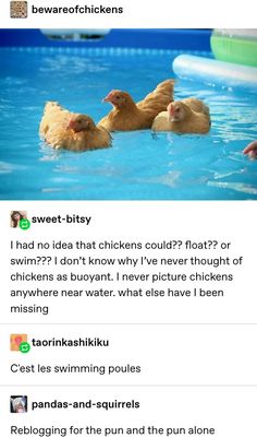 two chickens swimming in a pool with the caption'i had no idea that chickens could float or swim? '