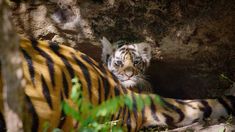 a tiger laying on the ground in front of a rock wall and looking at the camera