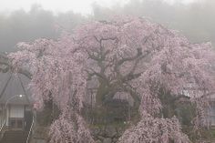 a large tree with lots of pink flowers in front of a building on a foggy day