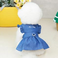 a small white dog wearing a blue dress