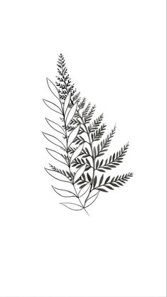 a black and white drawing of a fern leaf