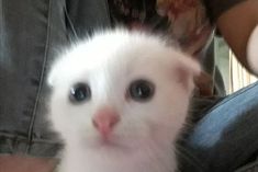 a white kitten with blue eyes sitting on someone's lap looking at the camera