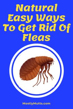 a bed bug with text that reads natural easy ways to get rid of fleas