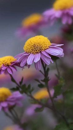 purple and yellow flowers with green leaves in the foreground