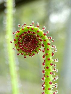 a close up view of a flower with water droplets on it