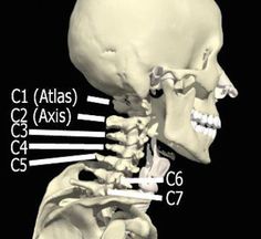 an image of a skeleton showing the facial and neck bones with labels on each side