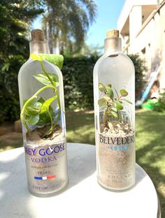 two bottles filled with plants sitting on top of a white table next to each other