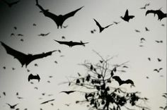 many bats flying in the sky above a tree