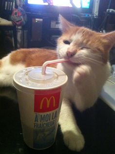 an orange and white cat is drinking from a straw in front of a mcdonald's cup