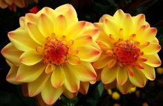 two yellow and red flowers with green leaves