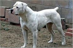 a large white dog standing on top of a dirt field next to a brick wall