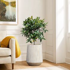 a living room with a chair and potted plant on the floor next to it