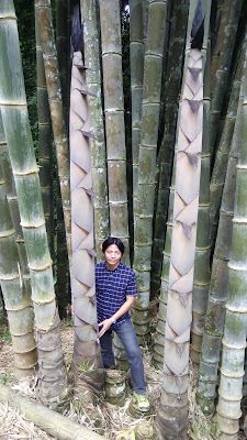 a man standing between two tall bamboo trees