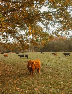 a herd of cattle grazing in a field next to a tree with leaves on it