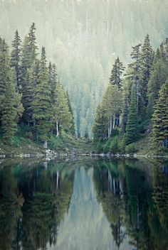 a forest filled with lots of trees next to a body of water surrounded by mountains