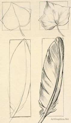 four different types of feathers are shown in this drawing