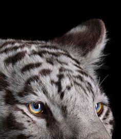 a close up of a white tiger with blue and yellow eyes on a black background