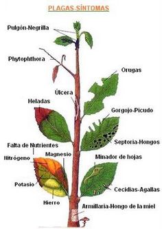 the parts of a tree and shrub that are labeled in their names, including leaves