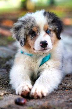 a puppy with blue eyes laying on the ground