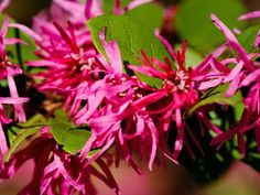 pink flowers with green leaves in the background